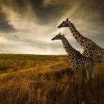 مجموعه تصاویر استوک با موضوع مواد غذایی