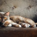 مجموعه تصاویر استوک با موضوع مواد غذایی